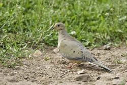 Mourning Dove