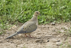 Mourning Dove