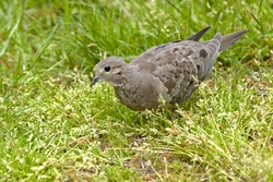 Mourning Dove