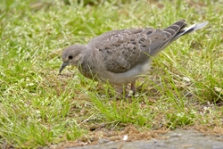 Mourning Dove