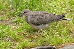 Mourning Dove