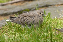 Mourning Dove
