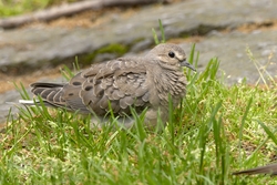 Mourning Dove