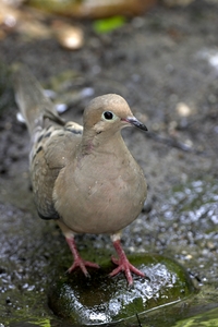 Mourning Dove