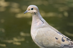 Mourning Dove