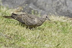 Mourning Dove