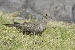 Mourning Dove