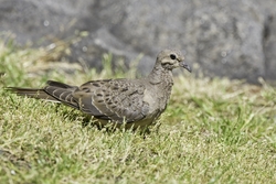 Mourning Dove