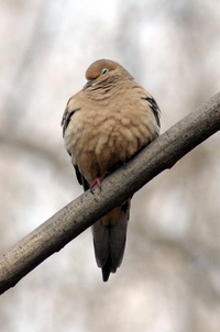 Mourning Dove