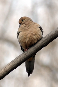 Mourning Dove