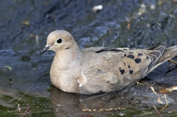 Mourning Dove