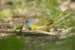 Mourning Warbler