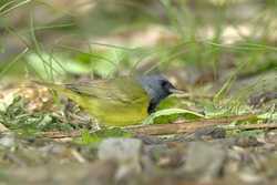 Mourning Warbler