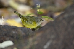Mourning Warbler