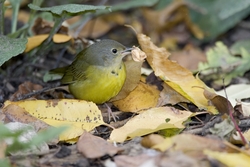 Mourning Warbler