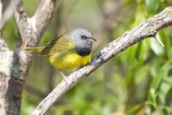 Mourning Warbler