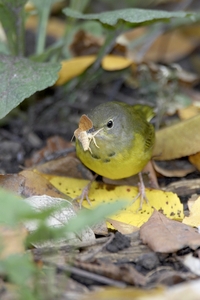 Mourning Warbler