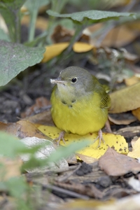 Mourning Warbler