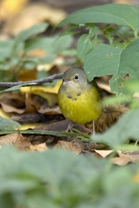 Mourning Warbler