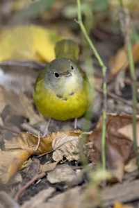 Mourning Warbler