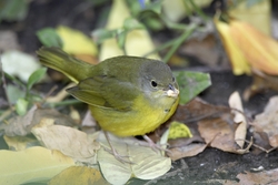 Mourning Warbler