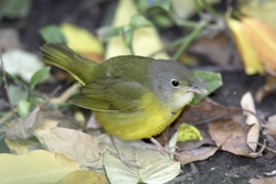Mourning Warbler