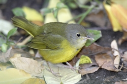 Mourning Warbler