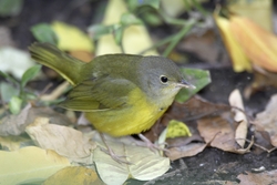 Mourning Warbler
