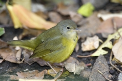 Mourning Warbler