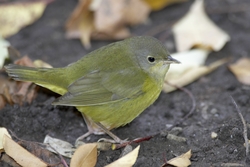 Mourning Warbler