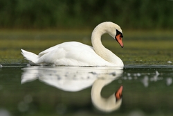 Mute Swan