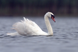 Mute Swan