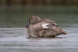 Mute Swan