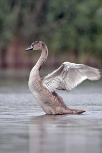 Mute Swan