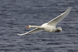 Mute Swan