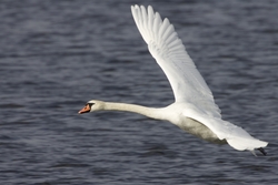 Mute Swan