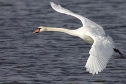 Mute Swan