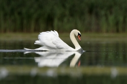 Mute Swan