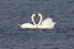 Mute Swan
