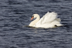 Mute Swan