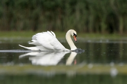 Mute Swan