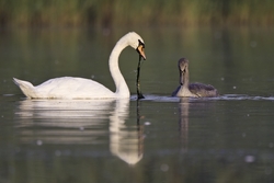 Mute Swan