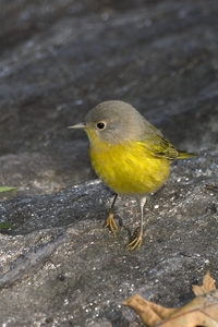 Nashville Warbler