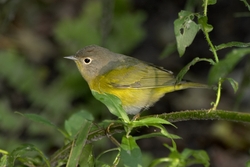 Nashville Warbler