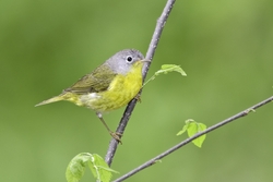 Nashville Warbler