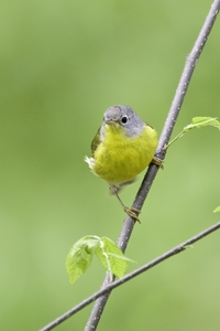 Nashville Warbler