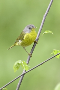 Nashville Warbler