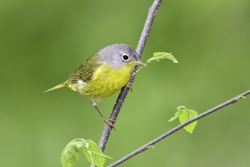 Nashville Warbler