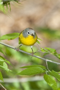 Nashville Warbler