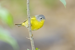 Nashville Warbler